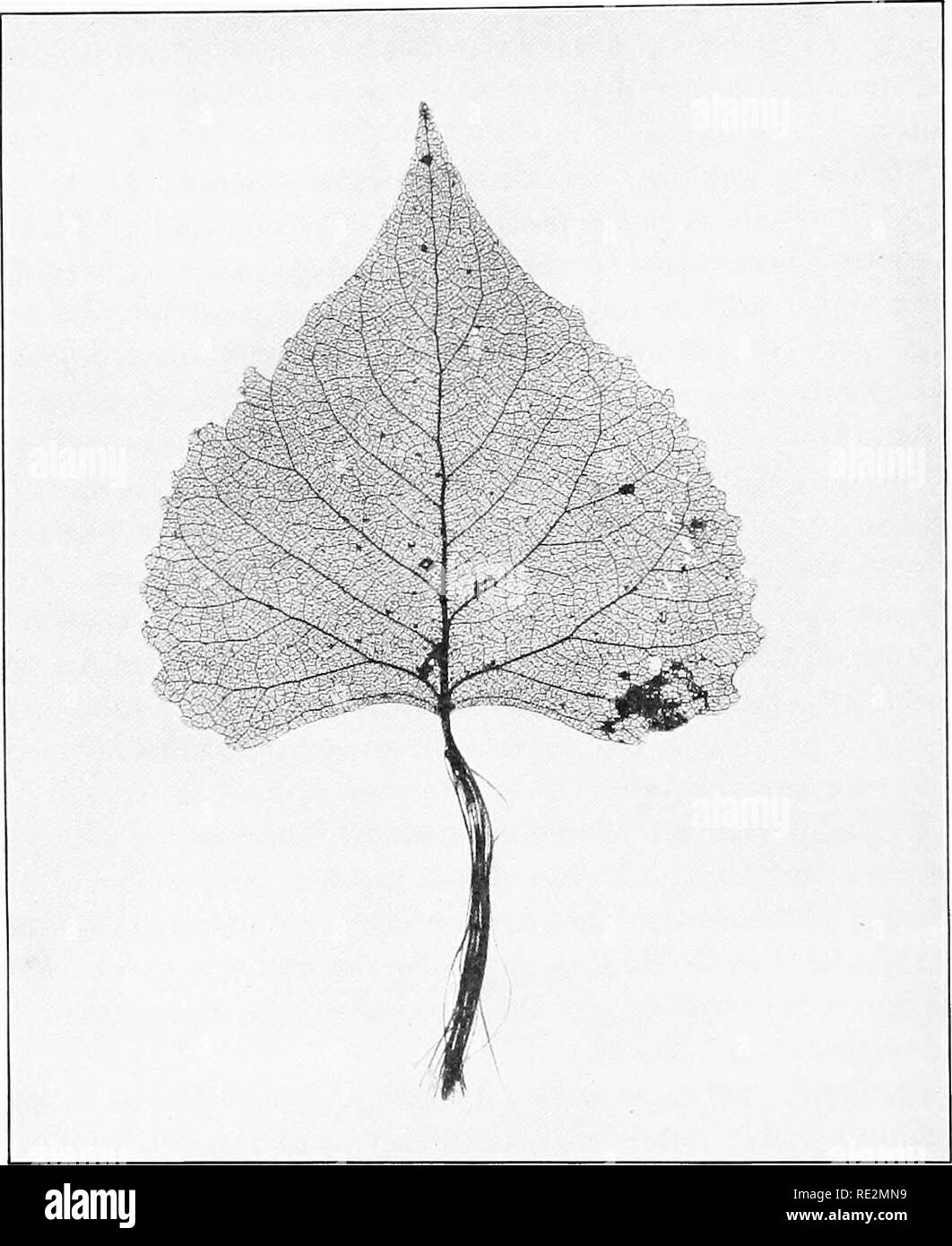 La botanique pratique. La botanique. 10 PEACTICAL position botanique, et  une masse de cellules distendu en appui sur l'un l'autre, l'ensemble de la  structure rigide. Mais comme si l'air. Fig. 7.