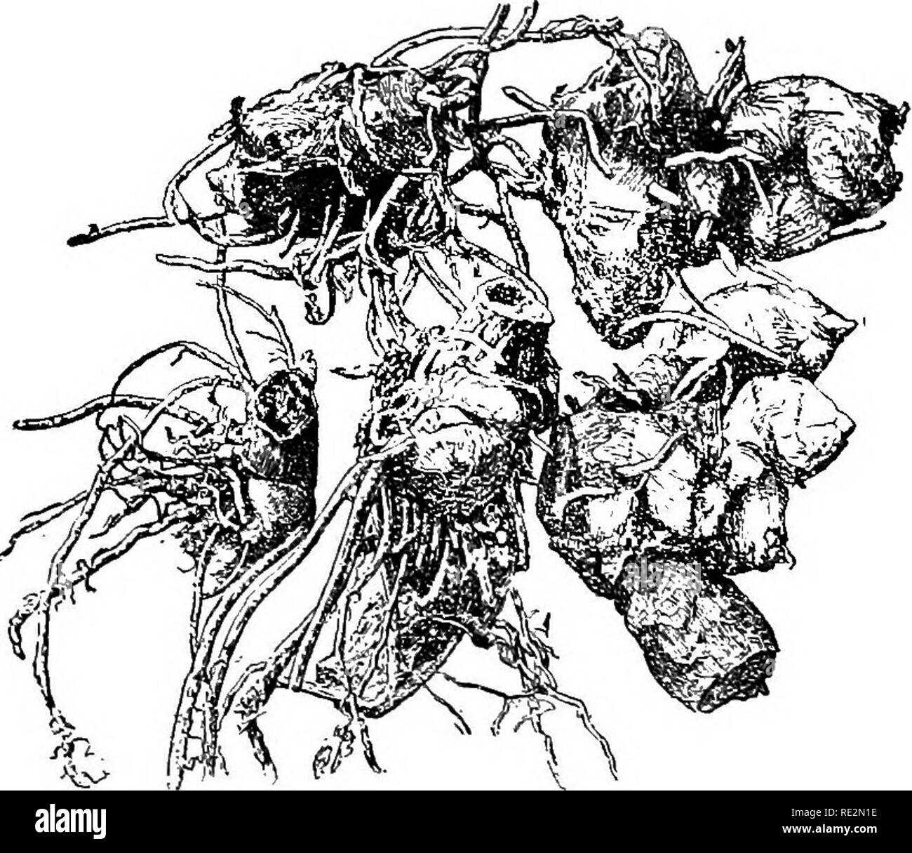 . Manuel d'horticulture américaine ... Jardinage ; jardinage ; la culture de fruits. Fig. 31.-Eex d'enracinement des feuilles de Bégonia dans du sable. (Après Bailey.). Fig. 32.-divisé canna tabouret. (Après Bailey.) variété préférée par division d'un certain nombre d'années. Ces tubercules comme le dahlia et de pivoine sont propagées par division, de coupe, de manière à laisser un bourgeon au dessus de chaque section. Thi^ est également vrai de ces espèces rootstalk comme le muguet. Veuillez noter que ces images sont extraites de la page numérisée des images qui peuvent avoir été retouchées numériquement pour plus de lisibilité - coloration et l'aspect de ces illustrations ne peut pas parfait Banque D'Images