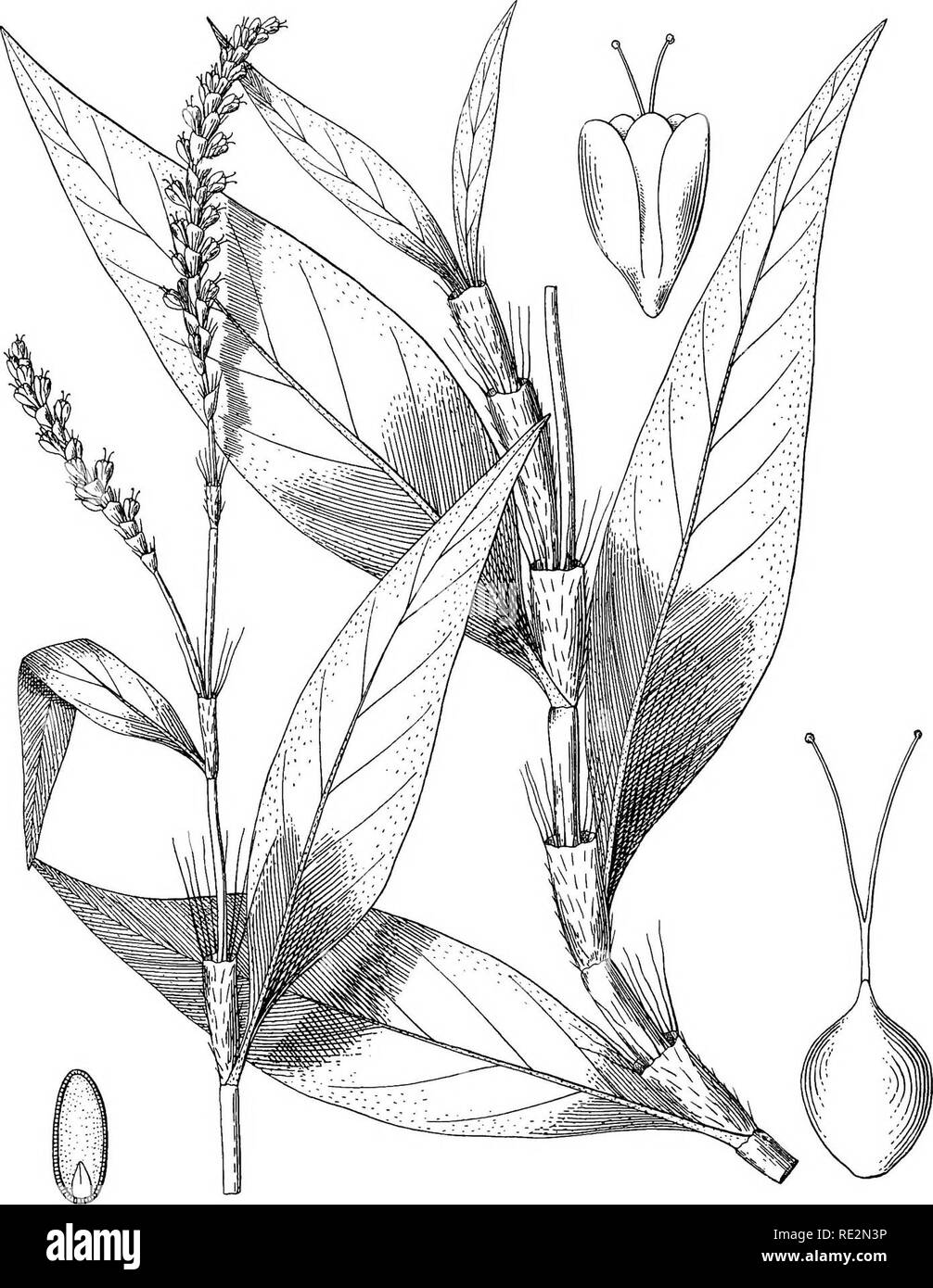 . Une monographie de l'espèce nord-américaine du genre Polygonum. Polygonum. Département de botanique mémoires Columbia College, tome 1. 13. plaque. POLYGONUM ACUMINATUM HUMBOLDT, BONPLAND ET KUNTH,. Veuillez noter que ces images sont extraites de la page numérisée des images qui peuvent avoir été retouchées numériquement pour plus de lisibilité - coloration et l'aspect de ces illustrations ne peut pas parfaitement ressembler à l'œuvre originale.. Petit, John Kunkel, 1869-1938. [Lancaster, Pennsylvanie , la nouvelle ère impression] Banque D'Images