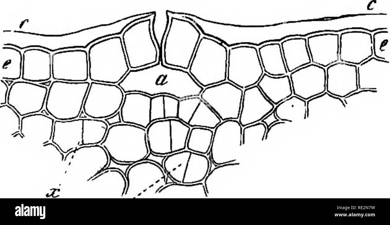 . L'anatomie comparée des organes végétatifs des phanérogames marines et de fougères ;. Anatomie végétale ; Fougères. 564 Les modifications secondaires. Pruiius Cerasus, Ligustrum vulgare, Syringa persica, Salix fragilis, Rhus toxicodendron typhinum, Fraxinus ornus, Robinia pseudacacia, et beaucoup d'autres ;-ou, le cas les stomates sont regroupés, un lenticel se forme, dans chaque groupe, p. ex. espèces de Populus" Juglans regia, Hedera et Regnoriana ; la stomie en vertu de laquelle le lenticel vient se trouve au milieu de celle-ci à un stade ultérieur de développement, tandis que d'autres voisins ceux bouring réside peut-être dans la périphérie, p. ex. Euonymus europ Banque D'Images