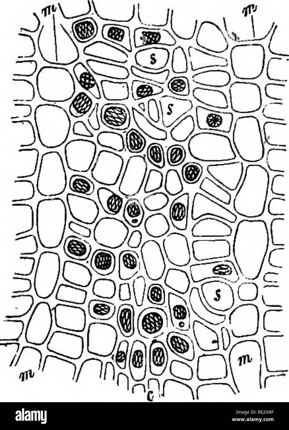 . L'anatomie comparée des organes végétatifs des phanérogames marines et de fougères ;. Anatomie végétale ; Fougères. L'épaississement secondaire. DICOVrLEDONS normal. ^ 53 zones de croissance secondaire, à l'équivalent non-membres, et à des différences, il y a beaucoup moins à dire dans le cas de la bast que dans celui du bois, en partie, sans aucun doute, en raison de la plus grande simplicité vraiment des phénomènes, en partie parce qu'il est préférable de passer sur un certain nombre de changements connus et de les discuter dans le prochain chapitre, et enfin, dans une certaine mesure, parce que, pour les raisons déjà indiquées ci-dessus, il y a encore un abs Banque D'Images