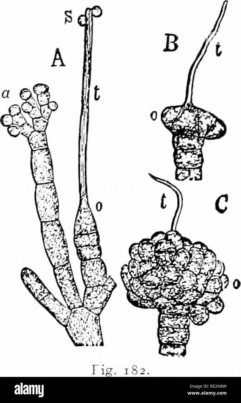 . Botanique élémentaire. La botanique. ^ CONTliVUED ALG : CLASSIFICATION. Classification 171.-KjcUman les dividus Phx-oph'(.ea :- en deux ordres. 369. Phseosporalea Phseosporeae (ordre) dont 18 familles. L'une des familles les plus remarquables est l'Laminariacea-, y compris entre autres la (iiant laminaires mentionnés ci-dessus (Laminaria, Postelsia, Macrocystis, etc.). 370. Cyclosporalea Cyclosporeae (commande).-Ceci inclut une famille, les Fucacea : avec Ectocarpus, Sphacelaria, La-athesia, Fucus, classe Rhodophyceee Sargassum, etc.. 371. Le algse Ehodophyceaej (rouge.-Le plus grand nombre de ce qu'on appelle le algse rouge Banque D'Images