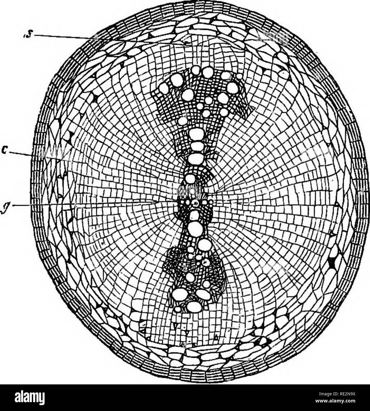 . L'anatomie comparée des organes végétatifs des phanérogames marines et de fougères ;. Anatomie végétale ; Fougères. 474 Les modifications secondaires. suivre la croissance en épaisseur principalement par le biais d'extension radiale, de sorte que, comme on l'a vu dans la section transversale, la petite bague unicellulaires semble interrompue à la plaques du xylème par des rangées de cellules plus grandes, e. g. Cucurbita, Urtica (Figs. 203, 204). La production de tissus par l'anneau du cambium ou ses segments, lorsqu'une fois à l'origine, maintient le même cours que celui décrit dans le cas de la tige. Les différences dans la succession des divisions sont, à l'heure actuelle à Banque D'Images