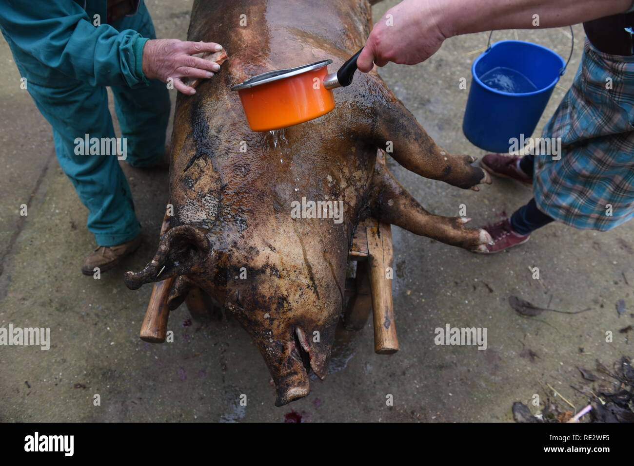 (NOTE DU RÉDACTEUR : Image contient le contenu graphique) villageois vu le nettoyage de la peau d'un cochon mort pendant les rituels. Certains villages de la province de Soria, au nord de l'Espagne, La Matanza "célébrer" en hiver, un abattage de porcs traditionnels, un vieux rituel pour la production traditionnelle de jambon, boudin, saucisses, rôti de porc et d'autres charcuteries. C'est aussi une ambiance jour de voisinage et de l'esprit communautaire. Credit : SOPA/Alamy Images Limited Live News Crédit : SOPA/Alamy Images Limited Live News Banque D'Images