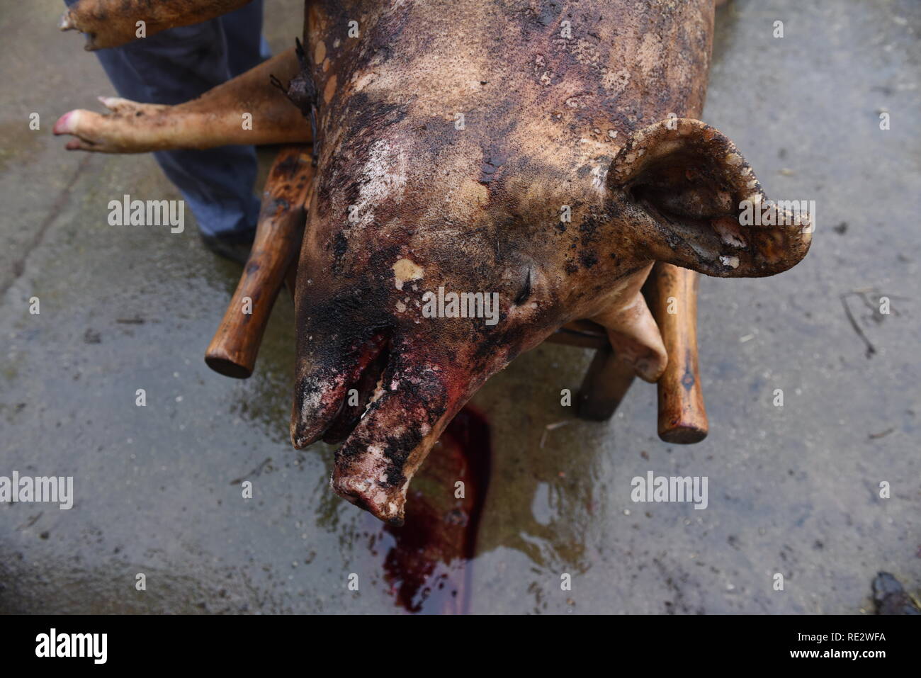 (NOTE DU RÉDACTEUR : Image contient le contenu graphique) un cochon mort est perçue après avoir été sacrifiée lors du rituel. Certains villages de la province de Soria, au nord de l'Espagne, La Matanza "célébrer" en hiver, un abattage de porcs traditionnels, un vieux rituel pour la production traditionnelle de jambon, boudin, saucisses, rôti de porc et d'autres charcuteries. C'est aussi une ambiance jour de voisinage et de l'esprit communautaire. Credit : SOPA/Alamy Images Limited Live News Crédit : SOPA/Alamy Images Limited Live News Banque D'Images