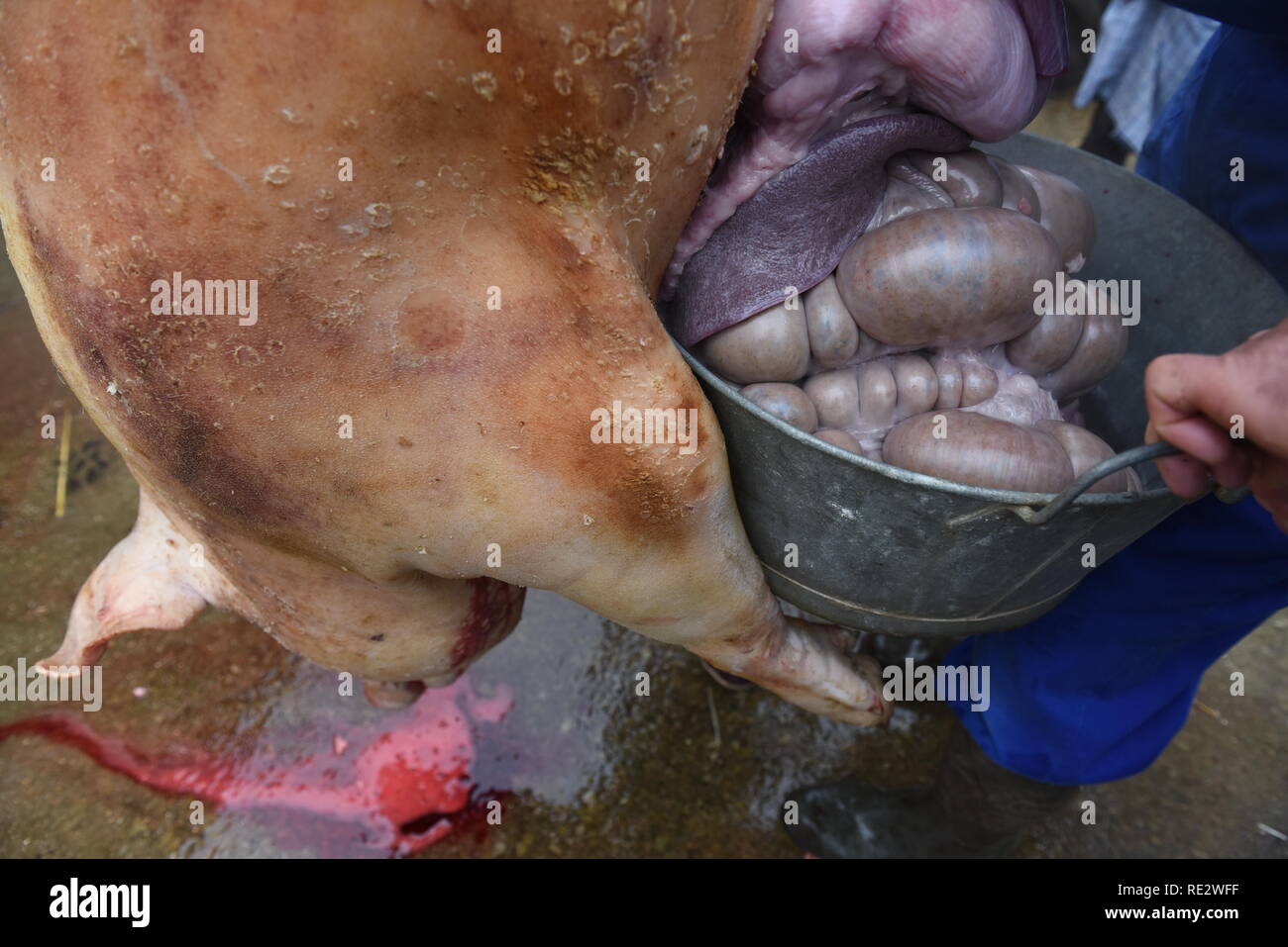 (NOTE DU RÉDACTEUR : Image contient le contenu graphique) à l'intérieur de certaines parties d'un porc abattu vu pendant le rituel. Certains villages de la province de Soria, au nord de l'Espagne, La Matanza "célébrer" en hiver, un abattage de porcs traditionnels, un vieux rituel pour la production traditionnelle de jambon, boudin, saucisses, rôti de porc et d'autres charcuteries. C'est aussi une ambiance jour de voisinage et de l'esprit communautaire. Credit : SOPA/Alamy Images Limited Live News Crédit : SOPA/Alamy Images Limited Live News Banque D'Images