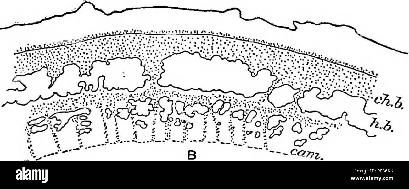 . La topographie de l'appareil de la chlorophylle dans les plantes du désert. La chlorophylle, plantes du désert ; les plantes. C^»^ 6 â- chlorenchyma' de la feuille a été observée aussi dans Krameria canescens, où la bande de chlorophylle corticale est de même palissade. Celtis pallida. (Planche 2, b, et des figues. 2 et 3.) Le modèle de Celtis qui a été choisi pour l'étude est de plus en plus- dans l'Arroyo ci-dessous et à l'est de la construction de laboratoire. Une branche d'environ 2 m de longueur a été sélectionnée et les articles faits à la distance de la pointe : 6, 21, 34, 49, 64, 79, 144, et 178 cm. Les secteurs de la direction générale où le sec- tions wfe Banque D'Images