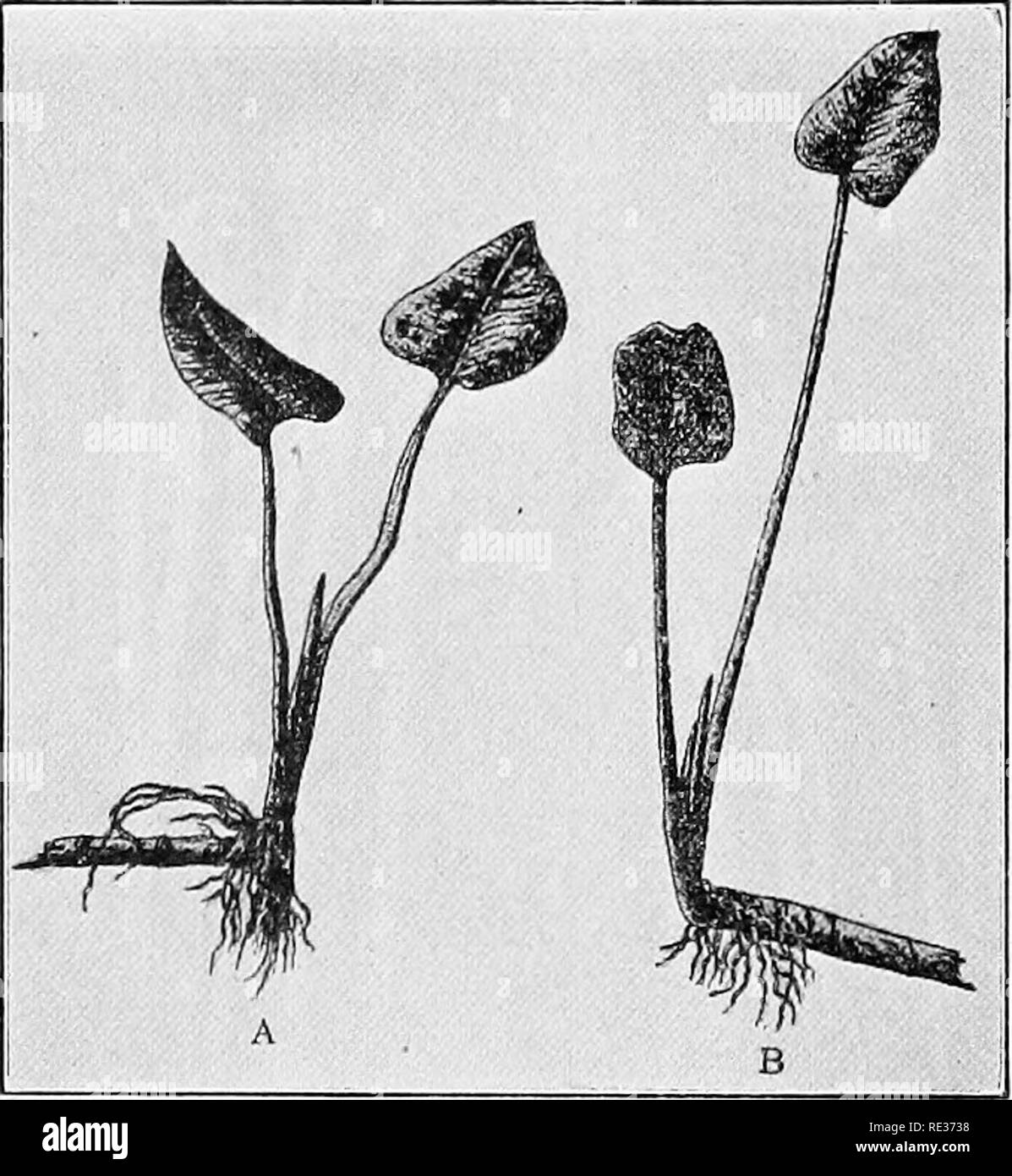 . Principes de botanique. La botanique. 136, la multiplication végétative des plantes PUNCTIONS blanchis d'une couleur jaune pâle, ou même au blanc. La chlorophylle n'a pas réussi à développer. Cet état est appelé etiolation. Les premières études de ce phénomène semble indiquer que des retards de croissance en longueur, mais plus systématique et plus ^^étendu observations montrent clairement que ce n'est pas toujours le cas. L'. Fig. 94.-palusiris Calla. -A, plante normale, cultivés en plein jour ; b plantes étiolées du même âge, cultivé dans l'obscurité. (D'après D. T. MacDougal.). tiges de beaucoup de sortes de plantes (p. ex., pommes de terre, pois, fèves) undou Banque D'Images