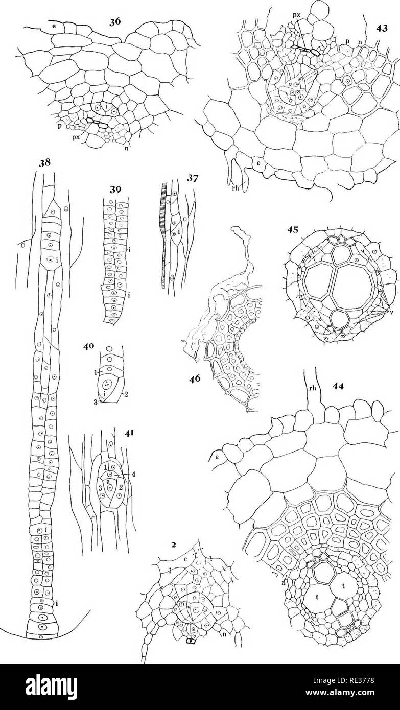 . La structure et l'histoire de la la fougère. La fougère. Planche 6.. Veuillez noter que ces images sont extraites de la page numérisée des images qui peuvent avoir été retouchées numériquement pour plus de lisibilité - coloration et l'aspect de ces illustrations ne peut pas parfaitement ressembler à l'œuvre originale.. Conard, Henry Shoemaker, 1874-. Washington, D. C. , Carnegie Institution of Washington Banque D'Images