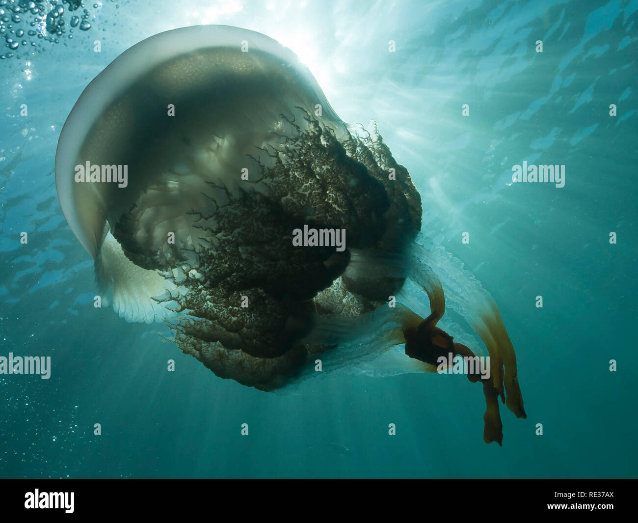 Rhizostoma pulmo Banque D'Images