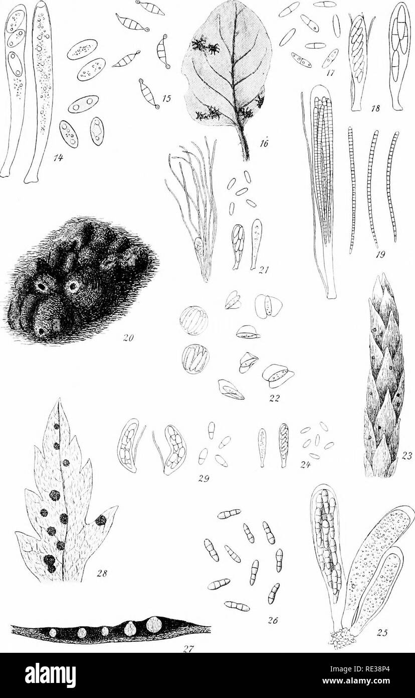 . Champignons danois, représenté dans l'herbier de E. Rostrup ;. Les champignons. Onglet. II.. Fig. 14 : Cudoniella minima sp. nov., l'ASCI G^ sp. -P. - Fig. 15 : Rutstroemia firma Fries, JIHl ** 4(111 ascospores en germination -J-. - Fig. Beloniella brunellae 16-18 : Lind, hab.-^, sp. &Amp ; -l'asci j-. Fig. 19 Scutularia multiguttulata : Rostrup -p. - Fig. 20-21 : chancre scléroderrien difformis Rostrup. périthèces  = ?, l'ASCI &AMP ;- sp. -. - Fig. 22 Samarospora potamogetonis : Rostrup, l'ASCI &AMP ; sp. *£ _ Fig. 23-24 : Myiocropon lycopodii Rostrup, sur Lycopodium complanatum- =-, asc. 6^ 401 t) ; 1.-"^ EST. Ti^^ tUiri, ,ii,"c ;, F. ;"c i™ Banque D'Images