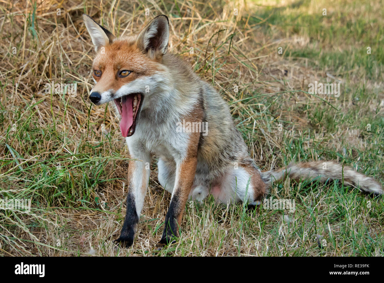 Un portrait d'un chien mâle fox assis sur l'herbe avec sa bouche grande ouverte le bâillement Banque D'Images