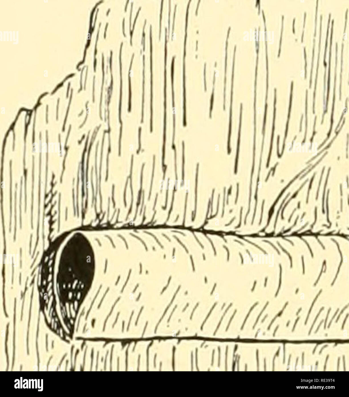 . Géographie animale écologique ; une édition autorisée, réécrite en fonction de Tiergeographie ockologischer auf Grundlage. Zoogéographie -- distribution géographique ; l'écologie animale. 168 ANIMAUX MARINS tropiques, où le récif de coraux construire de gigantesques masses de roche. Mollusques tropicaux ont souvent des coquilles de grande épaisseur ; l'escargot Magilus, vivant parmi les récifs coralliens (Fig. 15), que sa carapace s'allonge avec l'âge, comble une grande partie de elle avec la chaux. Les coquilles de bénitiers Tridacna gigas le peut atteindre un poids de plus de 250 kg. Dans les eaux très froides, le calcium dans l'eau de mer est inaccessible à Banque D'Images
