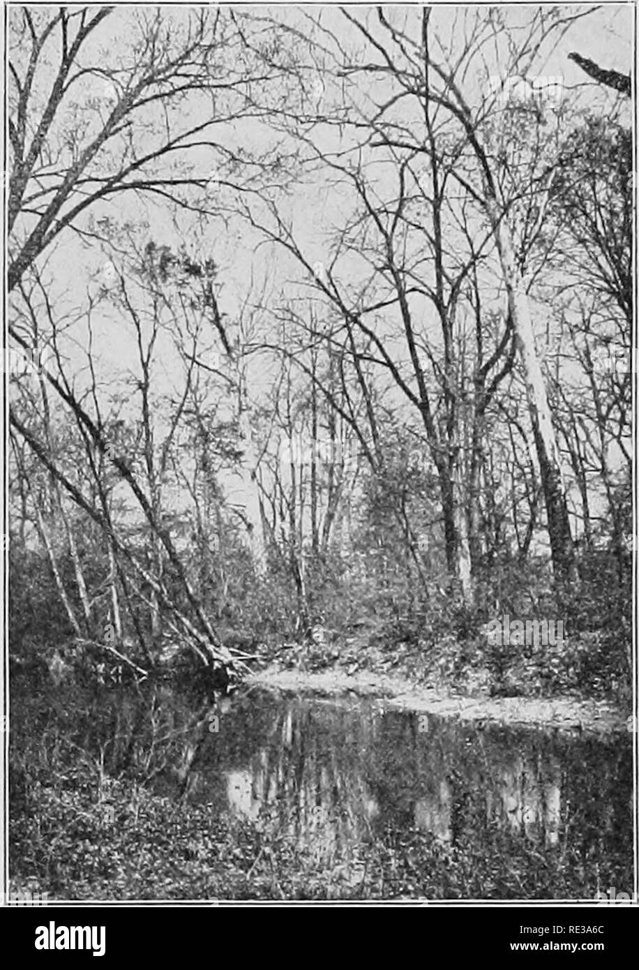 . La botanique pratique. La botanique. Foresterie : BOIS 407 l'jMountaiiis Adhondacks Wliite, L, le centre et sud des Appalaches, et les chaînes de montagnes de l'ouest qui sont utilisés comme sources d'eau pour l'irrigation devrait être boisés.^ 375. La croissance de la forêt empêche l'érosion. Avec la valeur de la forêt dans la régulation du débit des cours d'eau, il faut tenir compte de son importance dans preventmg^ thewash ing à l'écart ou l'érosion de la surface de la terre. Non seulement les pentes de montagne et de pentes cultivées partout mais sont soumis à de grandes pertes par lave-duruig neige dégèle après et pendant les tempêtes. Comment mu Banque D'Images . La botanique pratique. La botanique. Foresterie : BOIS 407 l'jMountaiiis Adhondacks Wliite, L, le centre et sud des Appalaches, et les chaînes de montagnes de l'ouest qui sont utilisés comme sources d'eau pour l'irrigation devrait être boisés.^ 375. La croissance de la forêt empêche l'érosion. Avec la valeur de la forêt dans la régulation du débit des cours d'eau, il faut tenir compte de son importance dans preventmg^ thewash ing à l'écart ou l'érosion de la surface de la terre. Non seulement les pentes de montagne et de pentes cultivées partout mais sont soumis à de grandes pertes par lave-duruig neige dégèle après et pendant les tempêtes. Comment mu Banque D'Images