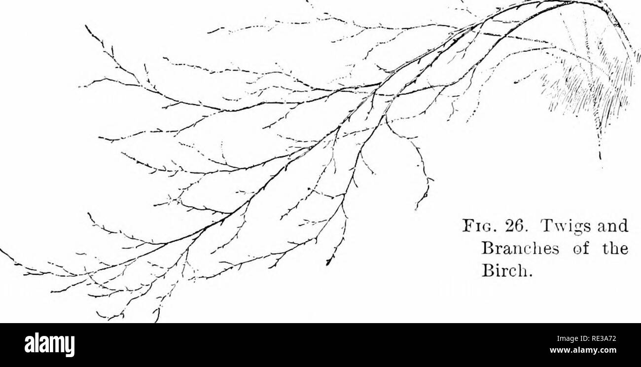 . Éléments de botanique. La botanique. 53 tiges par rapport à d'autres, et la forme de l'arbre est rond et recouvert de se propager, comme celle de la plaque déliquescentes III. La plupart des grands arbres forestiers sont intermédiaires entre ces deux extrêmes. Get directions leurs caractéristiques à un degré considérable de l'importance relative de leur bourgeon terminal. Si ce sont principalement des bourgeons de fleurs, comme c'est le cas dans le cheval-châtaignier, l'arbre est caractérisé par de fréquentes de bifurquer, et n'a pas de longues branches horizontales. Si le bourgeon terminal conserve l'initiative de l'embranchement, mais ces derniers sont nombreux et la plupart d'entre eux à devenir. Fi Banque D'Images