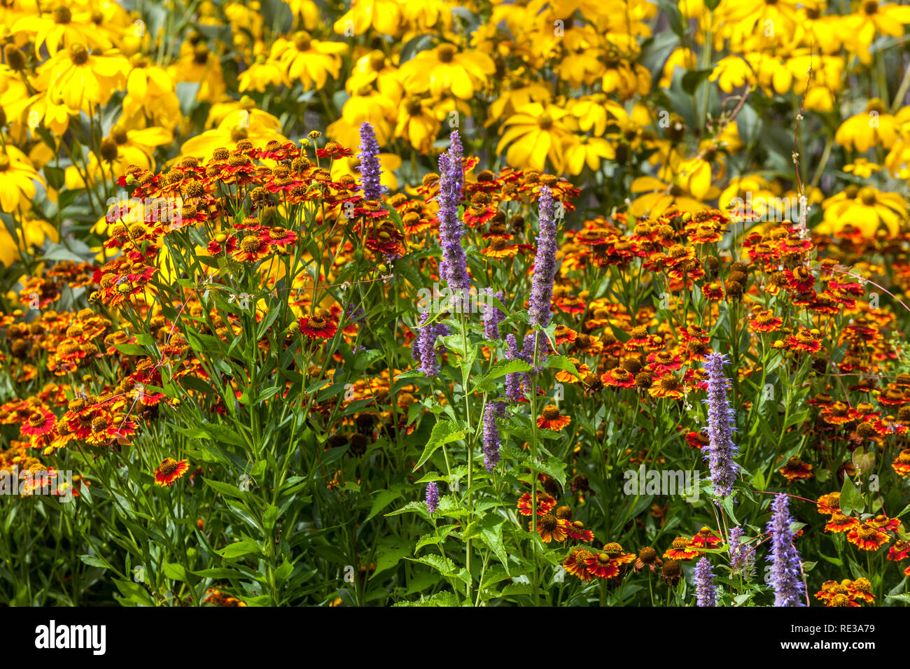 Plante vivace de jardin de bordure de lit de fleurs Helenium, Agastache Rudbeckia Snezeweed Banque D'Images