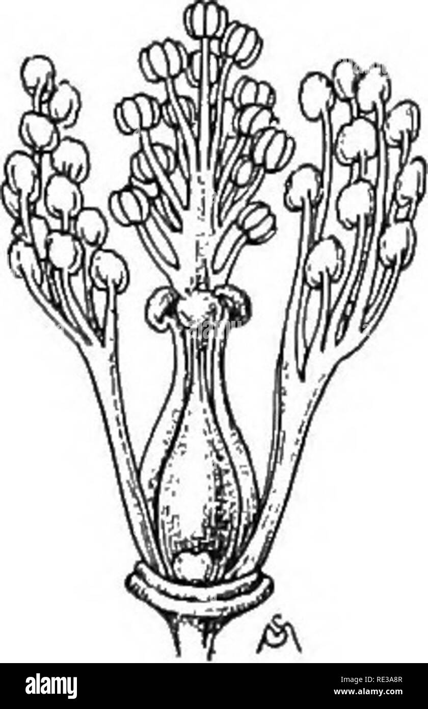 . Introduction à la botanique. La botanique. 130 Introduction à la BOTANIQUE. Fig. 109. Fleur de St.J"ohii le millepertuis commun, avec les nombreuses étamines en trois groupes, les sépales et pétales ont été supprimés. Après le réchauffage étamines sont souvent rejoints par leurs filaments de manière à former un, deux, trois (fig. 109), ou plusieurs groupes. Dans d'autres cas, ils sont rejoints par leurs anthères en un groupe smgle qui entoure le pistil (fig. 110). Dans ce dernier cas, le pollen est souvent à la dépendance forcée hors de l'anthère tube dans un smgle masse par l'allongement pistil (fig. 111). 121. Carpelle et pistil. Bien que l'ensemble de la fleur est Banque D'Images