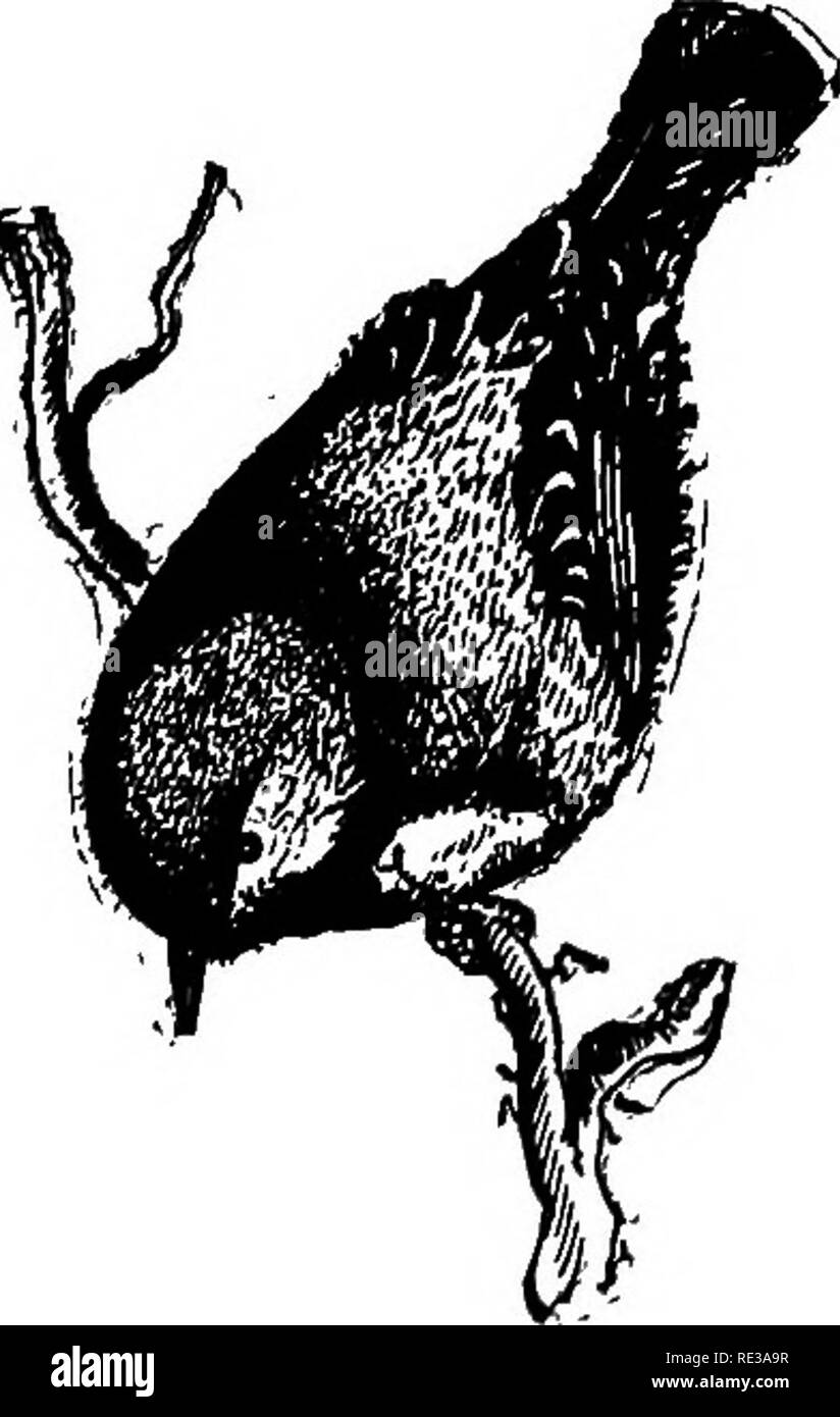 . Les nids et les œufs des oiseaux de l'Amérique du Nord. Les oiseaux ; les oiseaux. V39. Mésange de Sibérie (de Turner.) 739. Mésange de Sibérie. Canal d'obtectits pantalon (Cab.) geog. 16ème arr.-l'Est de la Sibérie et du Nord. De l'Alaska. Un habitant de l'Est de la Sibérie et le nord de l'Alaska. Ses habitudes de nidification, et les œufs sont similaires à ceux de P. gambeli. Oeufs, .65x.50. 740. Le nord de l'HtTDSONIAN mésange en Amérique du Nord. Parus hudsoiiicus Forst. Geog. Dist.- à l'Est des Rocheuses, au sud jusqu'à la plus ele activée des portions de l'United States-New England, New York, le nord du Michigan, etc. Le Hudscnian Chickadee est resi Banque D'Images