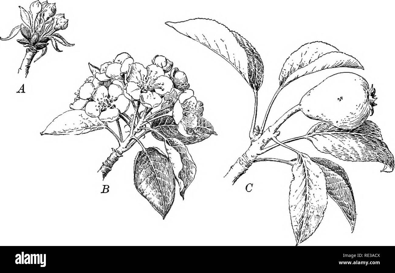 . Introduction à la botanique. La botanique. Fig. 83. Développement des bourgeons des feuilles d'une poire, un bouton de la nouvelle feuille de poires en automne ; B, un dérivé de sKoot A, comme vu dans milieu d'^ l'été suivant, avec bouton floral à l'extrémité ; C, l'épi fruit £ qu'il apparaît à l'automne, après la chute des feuilles. Fig. 84. Bourgeon de fruits (poires même que c de la fig. 83), montrant son développement, une ouverture au printemps ; B, plus tard, les fleurs et les feuilles ; C, plus tard encore -- seulement une fleur a produit un fruit, le reste ayant disparu sans mûrir, et ci-dessous est un mélange latéral bourgeon qui wUl continuer l'année prochaine Banque D'Images