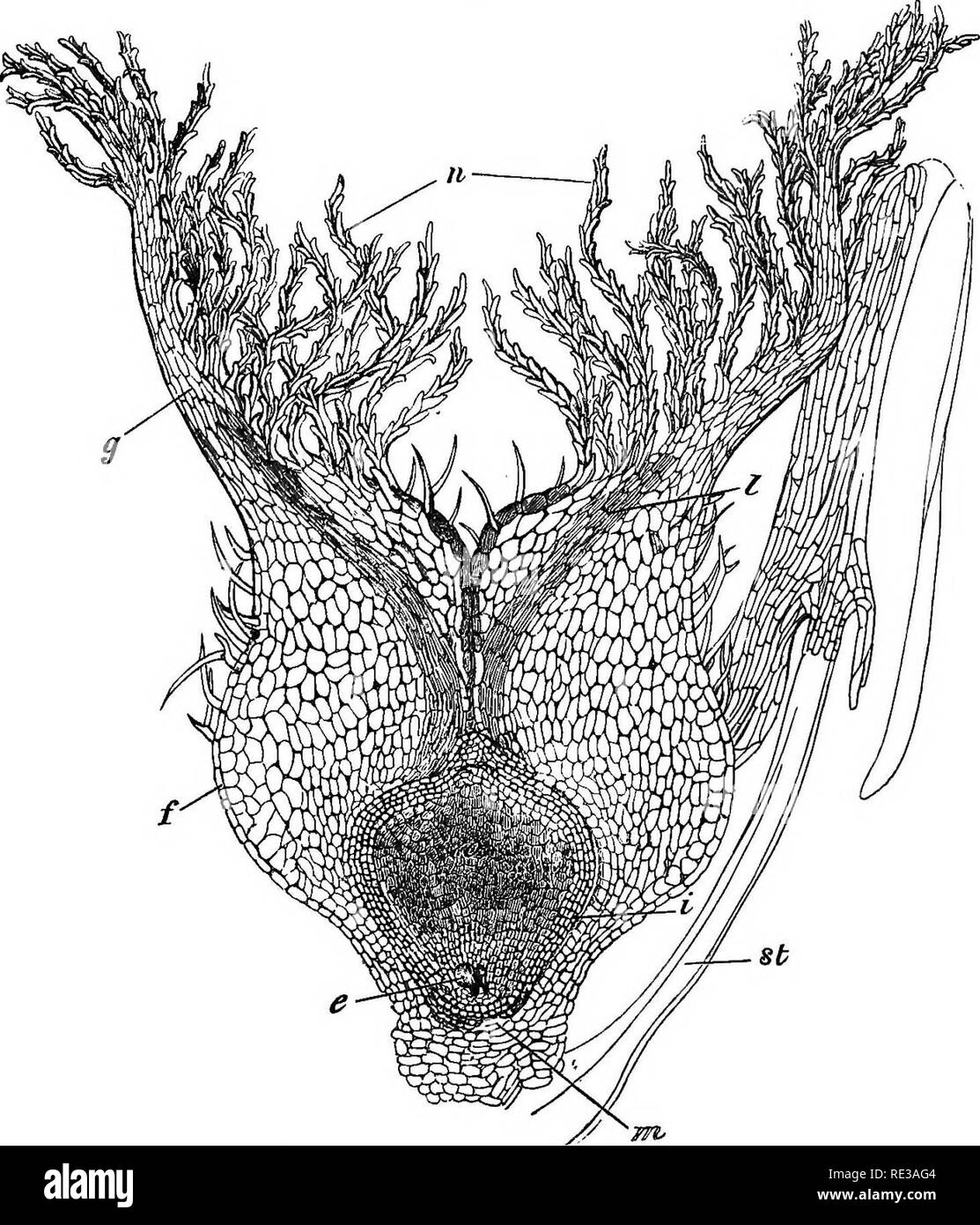 . Un traité sur la physiologie des plantes pour l'utilisation de jardiniers ou pour les étudiants de l'horticulture et de l'agriculture. Physiologie végétale. FEUITS ET GRAINES 227 si certains grains de pollen chance d'adhérer à la stigmatisation plumeux, ils développent un long processus tubulaire par la saillie. Fig. 31.-Yodnq pistil de l'orge. tt, l'étamine ; /, ovaire ; n, la stigmatisation avec branches duveteuses ; je, le tissu par lequel le tube pollinique augmente ; 0, ovule ; i, les téguments ; m, micropyle ; e, sac embryonnaire. de la délicate (enduit intérieur intine) par l'épaisseur des parties de la couche extérieure dure (extine). Ce tube pollinique Banque D'Images