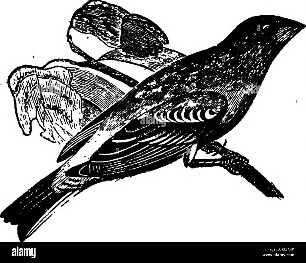 . Les nids et les œufs des oiseaux de l'Amérique du Nord. Les oiseaux ; les oiseaux. 404 des nids et d'ŒUFS. 69V. Guiraca bleu. Texas, il commence à construire sur la première partie du mois de mai. M. T. D. Perry a trouvé les oeufs dès le mois de mai 10, légèrement incubés, près de Savannah, Géorgie, et des oeufs frais jusqu'en Juillet 7, indiquant qu'au moins deux portées sont élevés dans une saison. Le nid ressemble à celui de l'être peint Bunting, toujours bordée de brun, et fines radicelles occasion- ally il contient quelques crins. Une caractéristique de l'Guiraca bleu's Nest, c'est qu'il contient presque toujours des morceaux de peau de t Banque D'Images