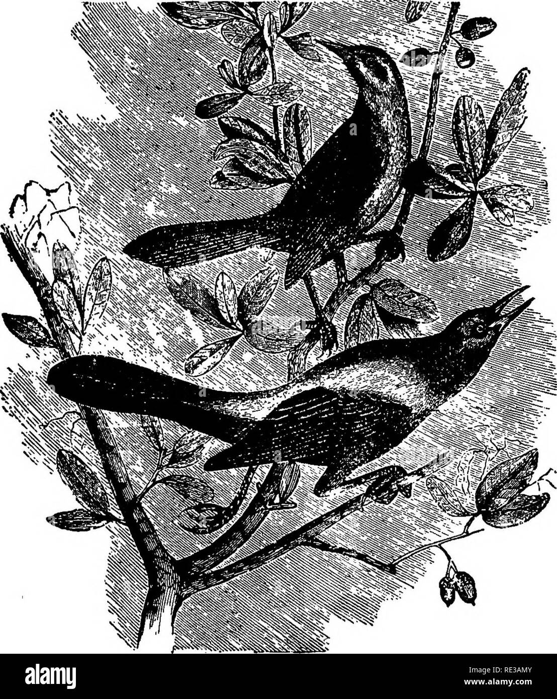 . Les nids et les œufs des oiseaux de l'Amérique du Nord. Les oiseaux ; les oiseaux. ^lORTU American Birds. 3S1 hauteur de vingt ou trente pieds. Il est grand et encombrant et construit à l'extérieur d'une trame grossière de brindilles, avec une couche de boue, bordée de radicelles fines, de graminées, de cheval et de poils de vache. Plus d'une douzaine de nids ont été trouvés dans un seul arbre de cyprès. Tous les nids trouvés par M. Bryant près de Carson, Nevada, étaient sur le terrain, généralement sur le bord d'une banque constituée par un fossé d'irrigation, à l'exception d'une, qui a été construit deux pieds du sol à sec et tule bien cachées par les tiges en pleine croissance. Dans un l Banque D'Images