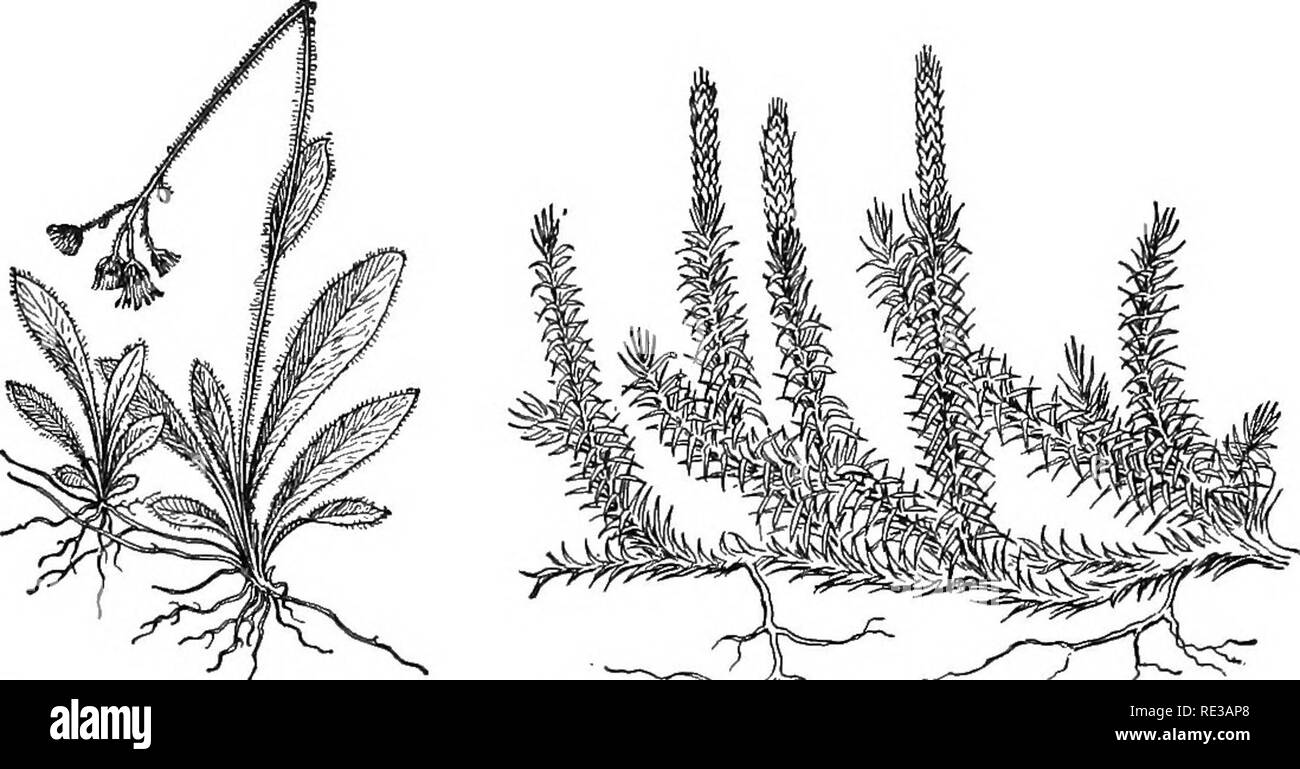 . Un cours pratique de botanique, avec une référence particulière à ses roulements sur l'agriculture, de l'économie, et de l'assainissement. La botanique. 84 Cours pratique en botanique ont été obligés de prendre sur l'habitude annuelle comme une adaptation aux changements climatiques. 95. La direction et de l'habitude de croissance. - La forme de la croissance, il y a beaucoup de formes, à partir de la verticale du tronc. Fig. 94. -- Hawk Orange avec des coureurs de mauvaises herbes. Fig. 95. - Tige rampante de Lycopodium avec assurgent branches. le hêtre et le pin pour le bord, prostrée, et tiges rampantes dont nous avons des exemples dans l'exécution de la pervenche, l'euphorbe prostrée et les cris Banque D'Images