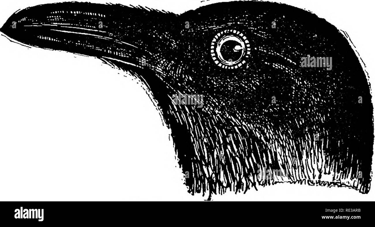Cerf de mars Banque d'images noir et blanc - Alamy