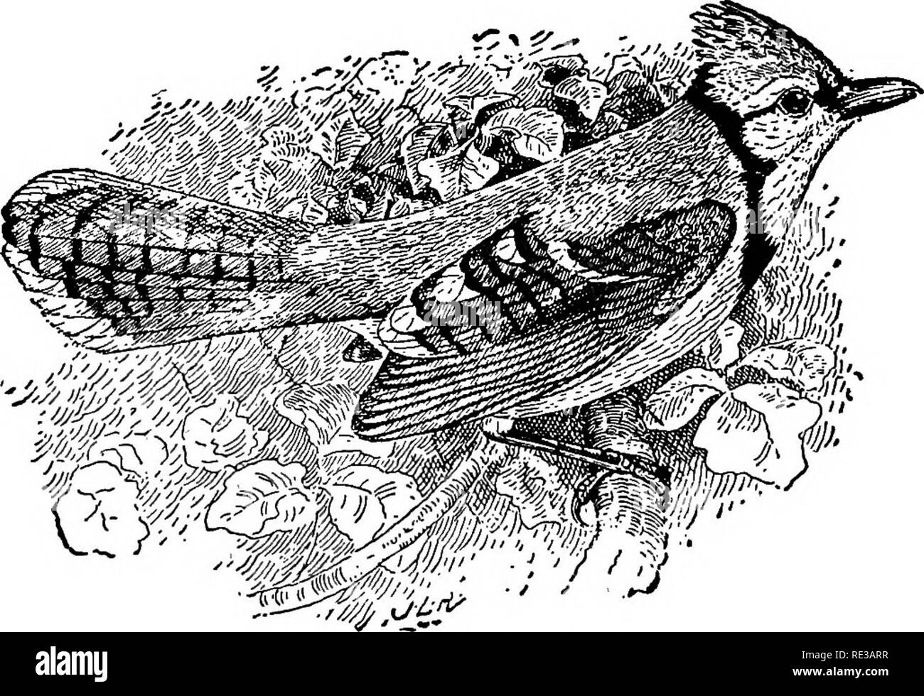 . Les nids et les œufs des oiseaux de l'Amérique du Nord. Les oiseaux ; les oiseaux. 322 NIDS ET EffGS de presque certainement été exagéré. Sans doute beaucoup de Jays ont été observés rob- bing nids d'autres oiseaux, mais des milliers de personnes ont été, vu que n'était pas si engagé. Dans le cadre d'une enquête sur la nourriture de la geai bleu 292 estomacs étaient examinés, qui ont montré que la matière animale composé de 24  %, et la matière végétale de 76 pour cent, de l'alimentation de l'oiseau. Tant de choses ont été dites sur le nid-de voler les habitudes du Jay qu'une recherche a été faite pour des traces d'oiseaux ou d'œufs d'oiseaux dans l'estomac, avec le résultat que les carapaces de Banque D'Images