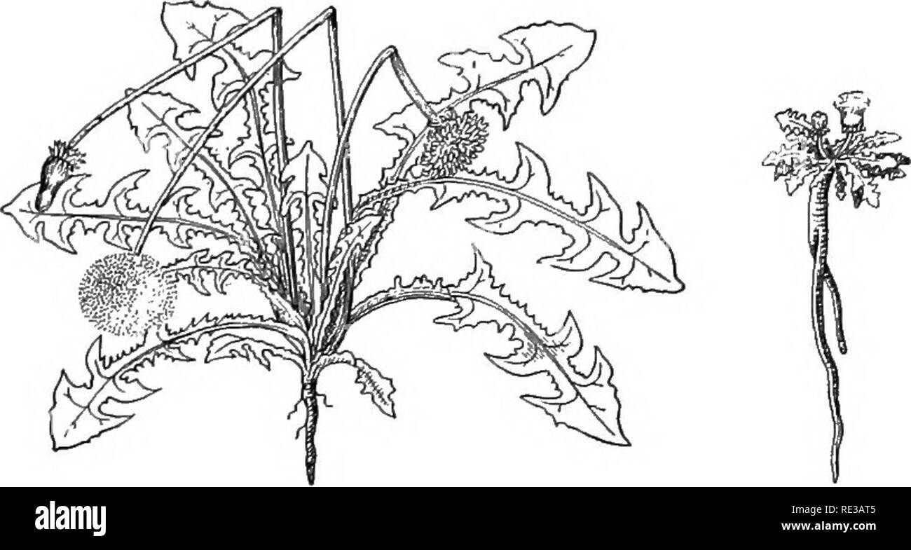 . Un cours pratique de botanique, avec une référence particulière à ses roulements sur l'agriculture, de l'économie, et de l'assainissement. La botanique. La racine 69. a b Fig. 83. - Dandelion : a, forme commune, cultivés dans la région des plaines à basse altitude ; b, forme alpine. 69. Tirez sur la racine. - Les racines ne sont pas de simples presses passive, mais exercer une traction vers le bas active sur la tige. L'avis de fin de l'enracinement d'une fraise ou framboise tirer et observer comment la tige semble être aspiré dans le sol au point d'enracinement. Dans la feuille ro- settes de plus en plus d'herbes à plat sur le sol ou dans les fissures des murs et des trottoirs, la forte appuyer sur Banque D'Images