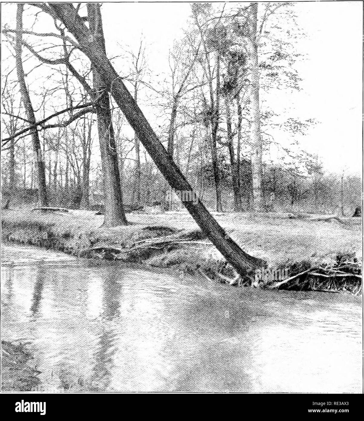 . Introduction à la botanique. La botanique. 8 INTEODUCTION À la botanique du maïs, du blé et d'avoine, dans les légumes et fruits, et l'iv l'huile de maïs et de coton. Il convient également de noter que beaucoup de tissus ou fibres de grande importance - comme le coton,. Fig. 4. Un arbre de chêne dont les racines ont perdu leur ancrage grâce à l'élimination de l'eau du sol par comparer la position de l'arbre à celle de l'hêtre et d'autres arbres en arrière-plan le chanvre, le lin, et les bois de commerce - sont produits en rapport avec les processus par lesquels usines fabriquent des aliments végétaux et les utiliser dans leurs gro Banque D'Images