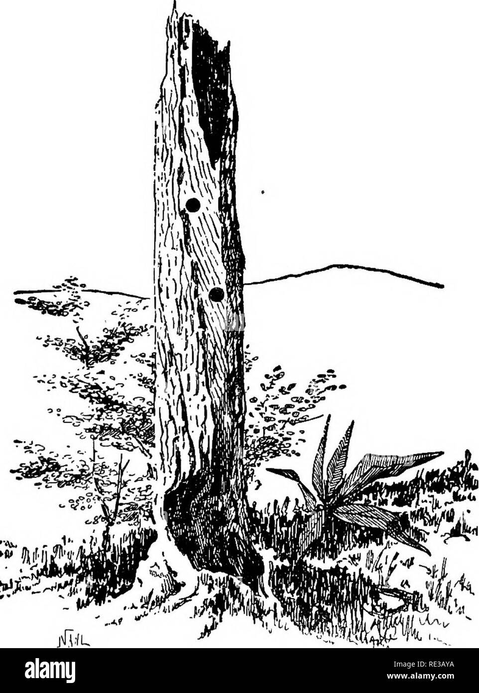 . Les nids et les œufs des oiseaux de l'Amérique du Nord. Les oiseaux ; les oiseaux. 266 NIDS ET EOOS de ces derniers par le livre blanc terne ou nasale buffi tufts et le marquage des plumes de la queue. L'oiseau est de la même taille que le pic mineur des États de l'Est, et a un grand nombre de ses caractéristiques, familièrement les vergers de la recherche, souches d'arbres et de clôtures rails pour les insectes et leurs larves. M. Walter E. Bryant a trouvé un nid de cette espèce sur Mt. Diablo, en Californie, le 29 mai 1880. C'est dans une cavité entre le corps et l'écorce d'un chêne de souche, à quinze pieds du sol. L'ouverture était très difBcult à Banque D'Images