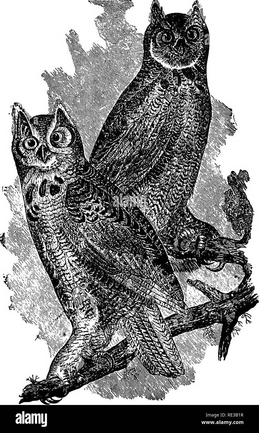 . Les nids et les œufs des oiseaux de l'Amérique du Nord. Les oiseaux ; les oiseaux. 242 des nids et d'ŒUFS et de ses déprédations fait là parmi les volailles sont bien connus. Les lapins, rac- Coons, les belettes, le vison et d'autres, avec un ijuadrupeds caille occasionnel b'r huppée, composent une grande partie de cet oiseau de l'alimentation. Les os, la fourrure et les plumes de ces animaux, et autres déchets de nourriture peut être trouvée dans leur nid dans plus ou moins d'abondance, et les lieux de nidification sont également souvent imprégné de l'odeur.^. 375. Grand-duc d'Amérique (après Audubon). la skunk. Cet oiseau ne migre pas, mais réside là où trouvés. Il ge Banque D'Images