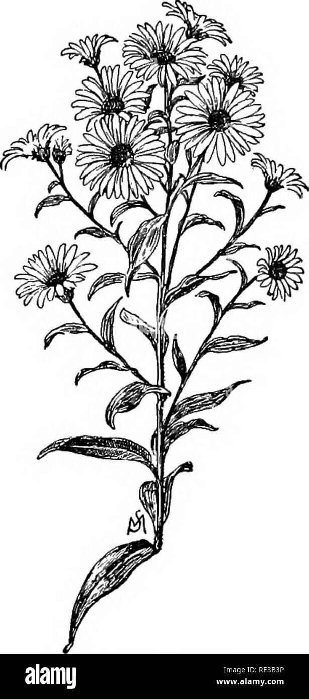 . Champ de fleurs familières et jardin ;. La botanique. 228 fleurs FAMILIERS DE CHAMP ET JARDIN. et les rayons sont mauve avec une courbure assez ; la feuille a une forme allongée en forme de coeur et pousse près de la tige. La fleur pousse individuellement sur une fine tige qui porte un peu de peu de folioles. La tige principale, qui est d'environ deux pieds de haut, est présenté ci-dessous avec très peu de poils. A. Anglim JVovw, le New England aster, est com- mun partout, et se développe plus grand que la variété précédente ; peut-être sa tige atteint une hauteur moyenne de cinq pieds. La fleur est un peu plus petite que celle de A. patens, bu Banque D'Images
