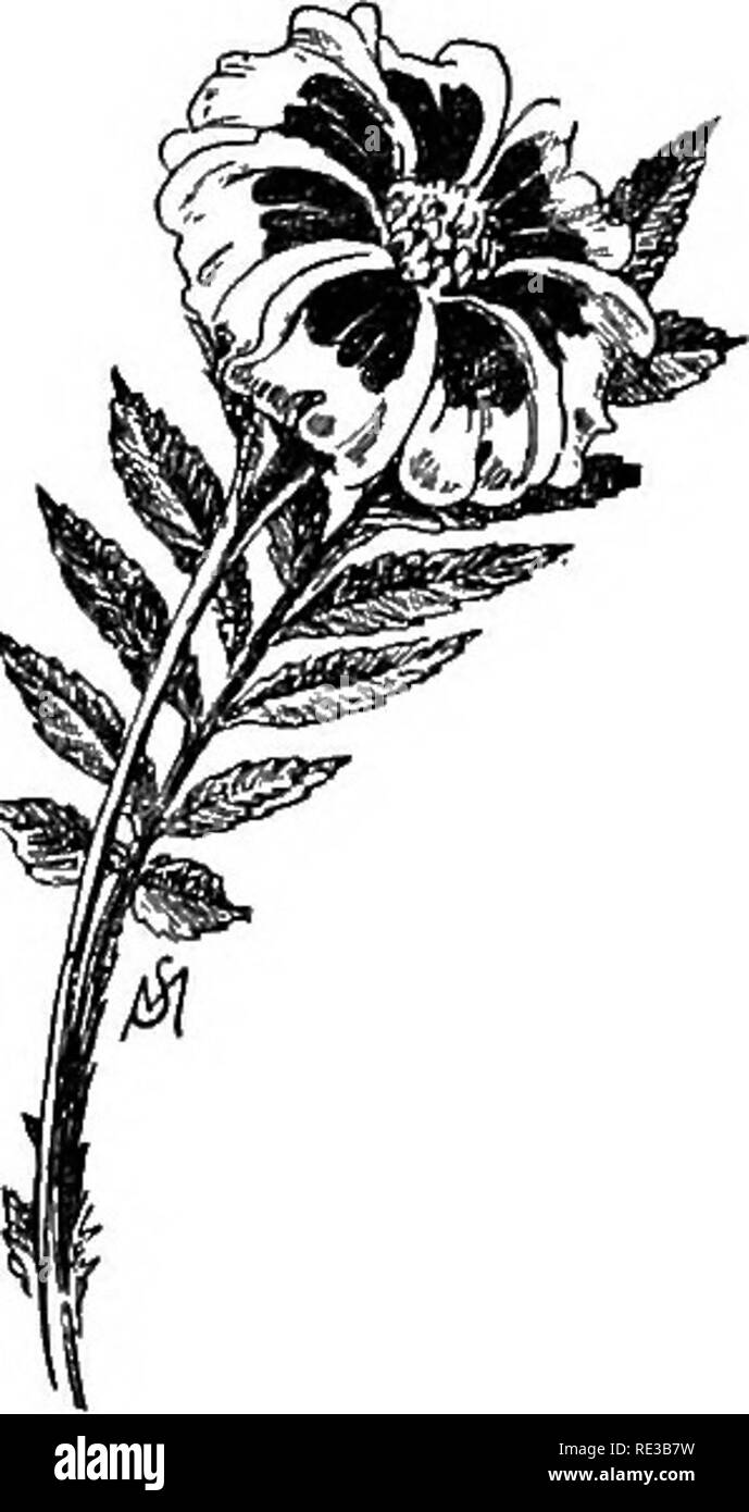 . Champ de fleurs familières et jardin ;. La botanique. Marigold Dorado AE.. Légion d'Honneur. Marigold. Veuillez noter que ces images sont extraites de la page numérisée des images qui peuvent avoir été retouchées numériquement pour plus de lisibilité - coloration et l'aspect de ces illustrations ne peut pas parfaitement ressembler à l'œuvre originale.. Mathews, F. Schuyler (Ferdinand Schuyler), 1854-1938. New York, D. Appleton and Co Banque D'Images