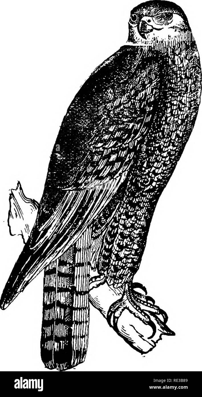 . Les nids et les œufs des oiseaux de l'Amérique du Nord. Les oiseaux ; les oiseaux. XESTS 208 A.ND E&amp;G8 de près des confluents gerbe à chaque extrémité. Le plus gros oeufs dans M. Norris" Uectioa^c mesurer 2,41 x1.84, 2.37x2.00 ; la plus petite, 2.17x1.80, 2.20x1,78. La taille moyenne est de 2, 36x1.80. 337a. KRIDEB'S HAWK. Buteo borealis Icriderii Hoopes. Geog. 16ème arr.-Les Grandes Plaines des États-Unis, du Minnesota au Texas. Cette variété de couleur plus claire la buse à queue rousse se produit dans les Grandes Plaines, du Minnesota au Texas ; à l'est de façon irrégulière ou de désinvolture à l'Iowa et du Nord de l'Illinois. M. F. M. Dille écrit que cet oiseau niche dans des r Banque D'Images