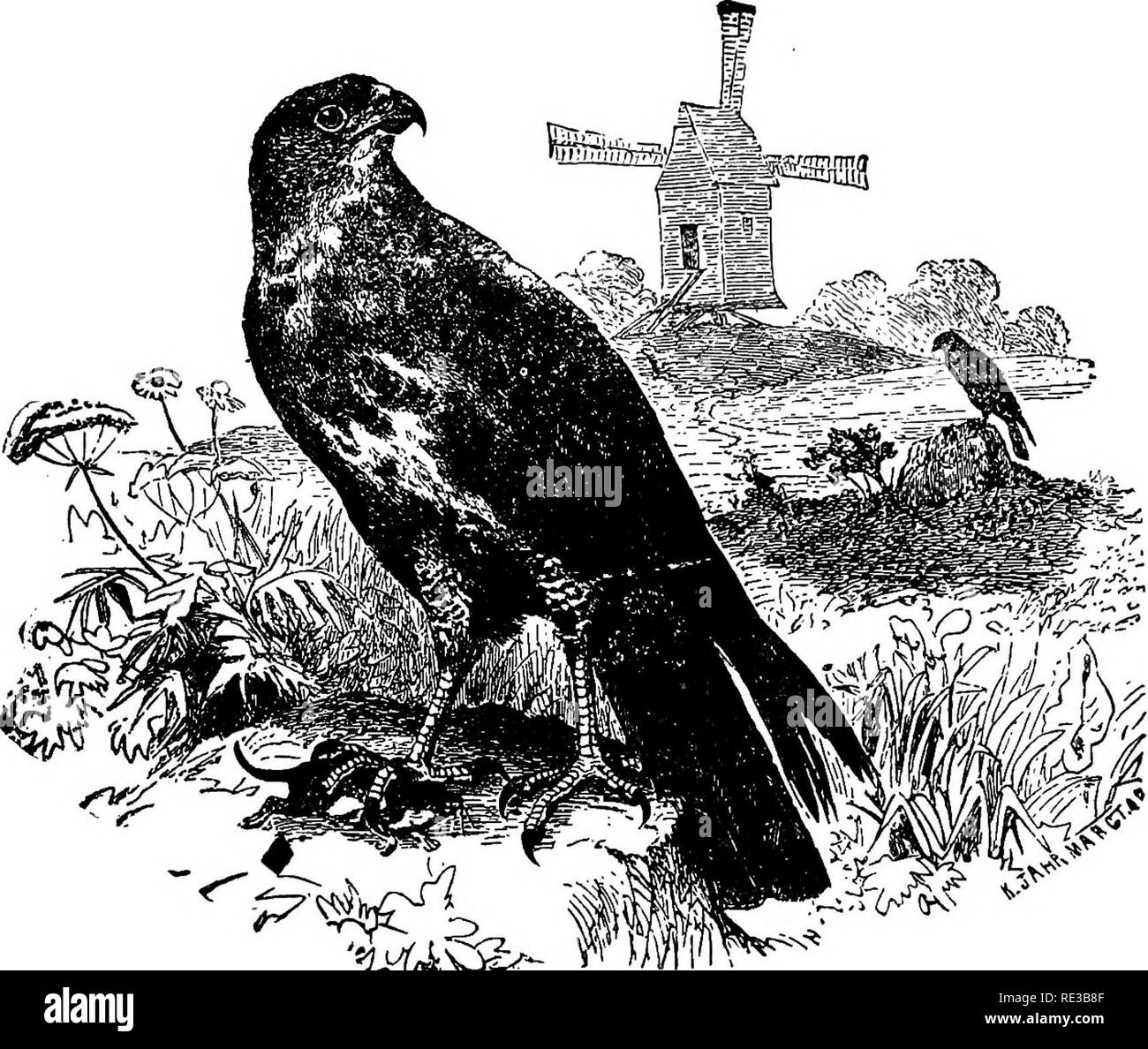 . Les nids et les œufs des oiseaux de l'Amérique du Nord. Les oiseaux ; les oiseaux. Oiseaux de l'AMÉRIQUE DU NORD. 207. 330. Buzzard (européenne de Brehm). quadrupèdes, l'écureuil roux, spermophiles et moles, masse et le reste de ces rongeurs peuvent toujours être trouvés dans ce nid d'oiseau contenant les jeunes. Le Hawk sera toujours trouvé commun où ces petits animaux sont les plus abondants. Le nid est placé dans de hauts arbres dans un lieu clos ; il est grand et volumineux, bien que relativement superficielle ; faites de branches et de brindilles, mélangés avec les enveloppes de maïs, herbe, mousse, et à l'intérieur se trouve un peu de plumes. Parfois le nid abandonné d'un ORC Banque D'Images