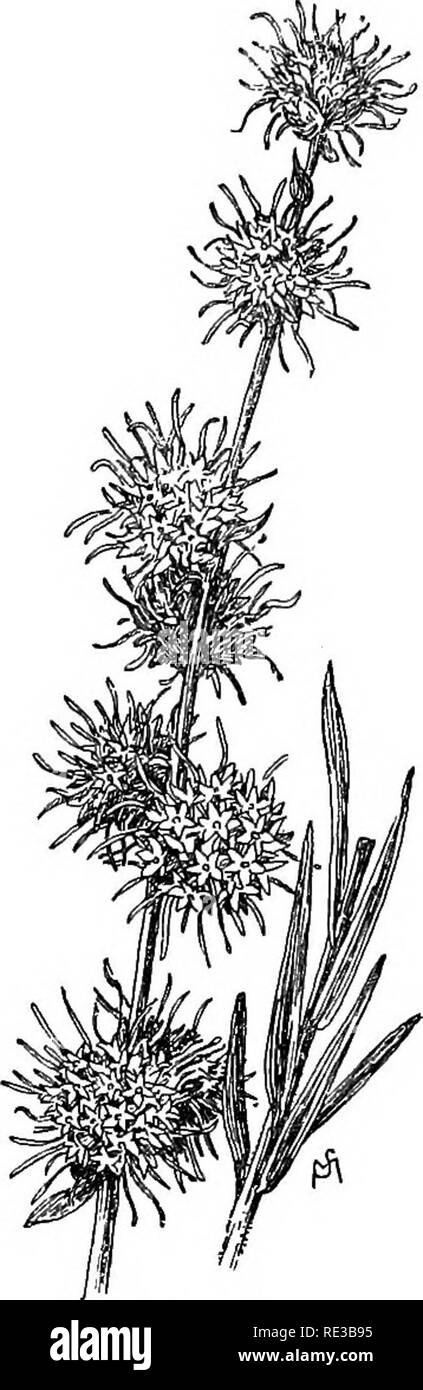 . Champ de fleurs familières et jardin ;. La botanique. 19J : familiariser les fleurs DU JARDIN ET SUR LE TERRAIN. Syr'iacus est le nom de l'althaea arbustives, ou rose de Sharon, qui a une fleur comme la seule holly- Hock, et donc incontestablement montre sa relation avec cette dernière fleur. Il est originaire du Levant, et des fleurs à la fin de l'été et au début de l'automne. Il est intéressant de savoir que le coton {Gossypiwm haoeum niveau-) est membre de la mal- d'une famille peu, et est donc une dis- tant par rapport de la rose trémière. Blazing-Star. Les étoiles est Liatrie scariosa. ^ com- mun belle fleur sauvage, dont la sphe Banque D'Images