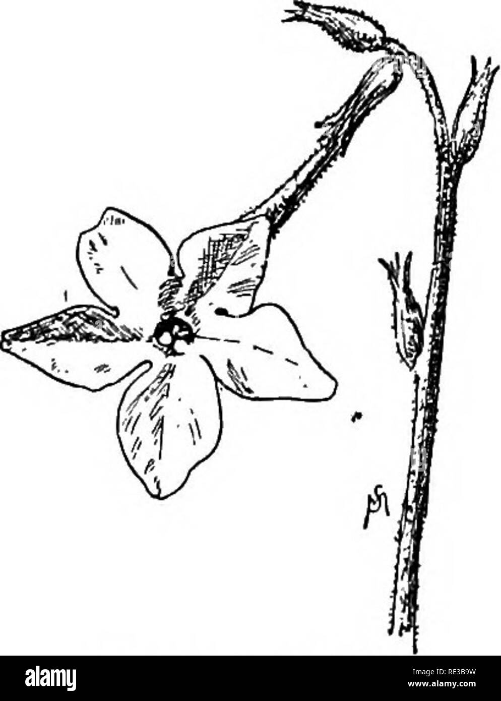 . Champ de fleurs familières et jardin ;. La botanique. 190 fleurs FAMILIERS DE CHAMP ET JARDIN. teinte magenta. Les variétés double je ne considère pas sesthetically un succès. Les plantes fleurissent en été et au début de l'automne. Tm'O proches de l'af- Niootiana pétunia sont finis, un doux parfum de fleurs blanches, de tabac, dont- blos- soms ouvrir vers le soir, et N., Tabacurn yfih. ixm- nel-formé, rose à double- flux qui n'ont pas de parfum ; celle-ci n'est guère Nicotiana Afflnis. Â ¢ , , /â i i , j'beautiiul assez pour mériter une place dans le jardin, et j'ai banni de la mienne. À la Banque D'Images