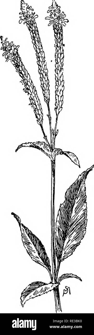 . Champ de fleurs familières et jardin ;. La botanique. 132 fleurs FAMILIERS DE TERRAIN ET JARDIN. Verveine bleue. Verveine bleue est une grande lutte contre les mauvaises herbes avec Verbena hastata. j^jjjy fleurs simples, qui croît dans les lieux et à côté de la route. Il y a très peu de suggestion de bleu à ce sujet ; les fleurs sont décidément de pourpre, et si peu d'entre eux sont en fleur en même temps qu'ils n'ont pas effet de couleur. L'usine être- gins pour montrer ses fleurs minuscules en juillet. C'est un parent de notre beau jardin verveines, comme son nom l'indique. Arum d'eau. L'eau arum, CaUapaluetris. qui est semblable en apparence à la surface cultivée Banque D'Images