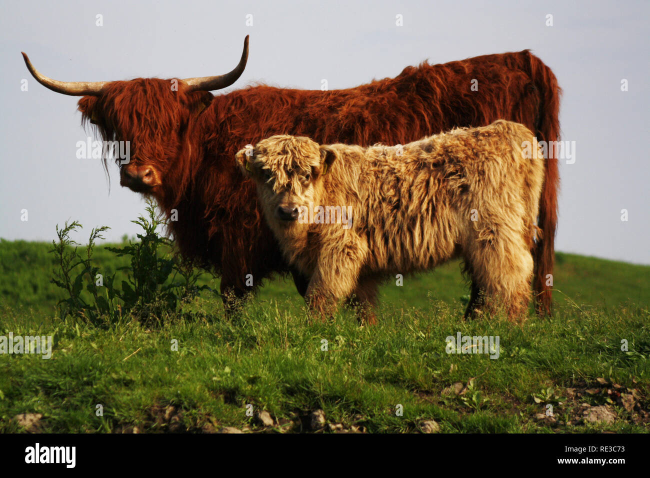Bebe Highlander Ecosse Vache Poilue Avec Mere En Foret Photo Stock Alamy