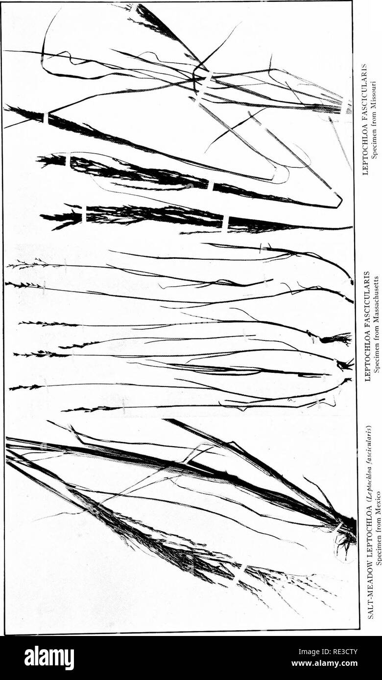 . Le livre d'herbes ; un guide illustré de la politique commune de l'herbe, et la plus commune des joncs et carex. Juncaceae Cyperaceae ; graminées ;. . Veuillez noter que ces images sont extraites de la page numérisée des images qui peuvent avoir été retouchées numériquement pour plus de lisibilité - coloration et l'aspect de ces illustrations ne peut pas parfaitement ressembler à l'œuvre originale.. Francis, Mary Evans. Garden City, N. Y., Doubleday, Page &AMP ; Co. Banque D'Images