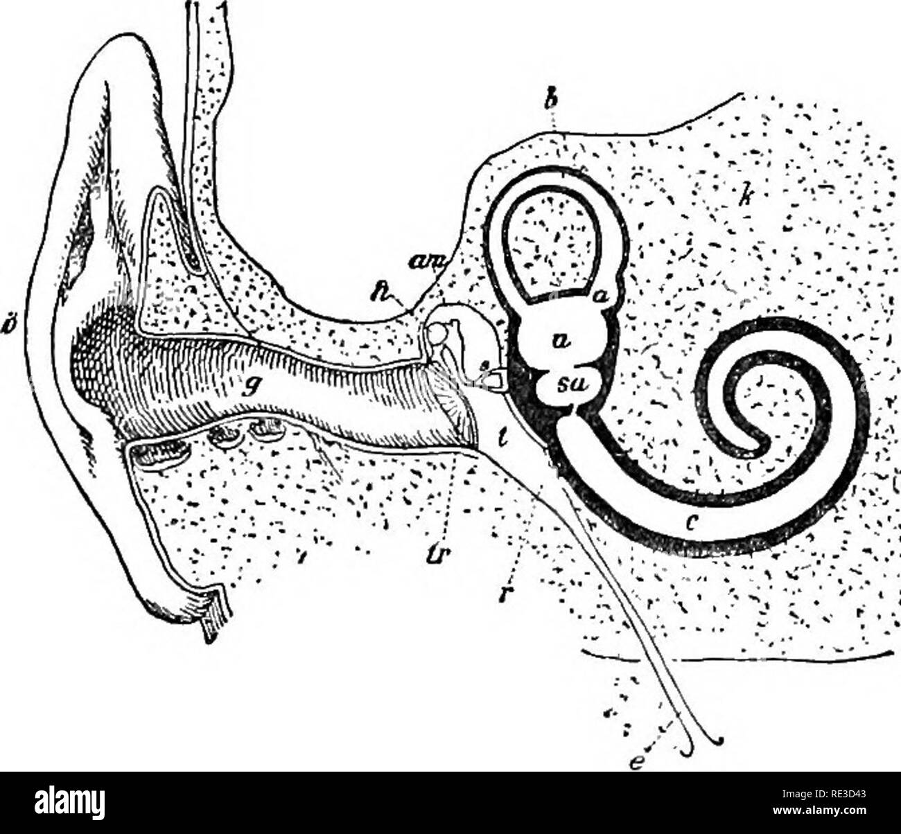 . Texte livre de zoologie. Zoologie. 6 verre. Mammalia. 481 sur la surface externe du globe oculaire lorsque c'est retiré dans l'orbite et le recouvre partiellement ou entièrement. {Parfois par exemple, dans l'homme) il est rudimentaire. La SCLÉROTIQUE est constitué de tissu conjonctif sans cartilage* ou d'os ; dans certains mammifères, en particulier dans la baleine, il est très épais. Dans la choroïde coat il y a souvent une étrange, bleu, verdâtre ou blanchâtre, chatoyante des membranes quelque peu en structure, la bande son tour [par exemple, dans le Rumiaants Oarnivora, cheval,). La forme de la pupille varie, il est soit circulaire {par exemple, dans l'Homme Banque D'Images