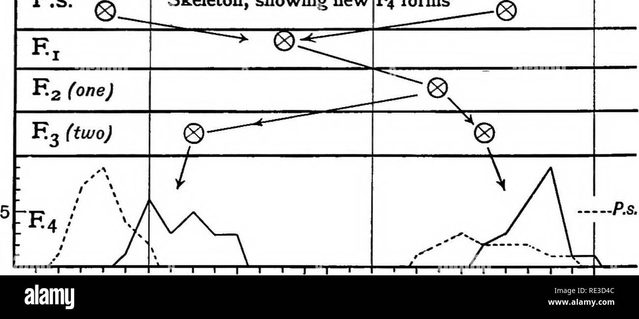 . Le plant de coton en Egypte, des études de physiologie et génétique. Le coton Le coton. r^un P.S. Charara x 3-5 40 ^^^ .^- D 52 X Truitt, squelette montrant-nouvelle. F4 King 4-5 3-0 3-5 4-0 4-5 Formes Fig. 63 EUR 64.-Locuij de l'ovaire. 4'8, et un 3"1 à 3*vrai race 2. D'autre part, 3'3 s'est désintégrée en un nuage de points à partir de 3"1 à 37, comme l'a fait aussi un 3"6. Une 3'9 plant semblait vrai race autour d'une moyenne de 4'1,. Veuillez noter que ces images sont extraites de la page numérisée des images qui peuvent avoir été retouchées numériquement pour plus de lisibilité - coloration et l'aspect de ces illustrations ne peut pas par Banque D'Images