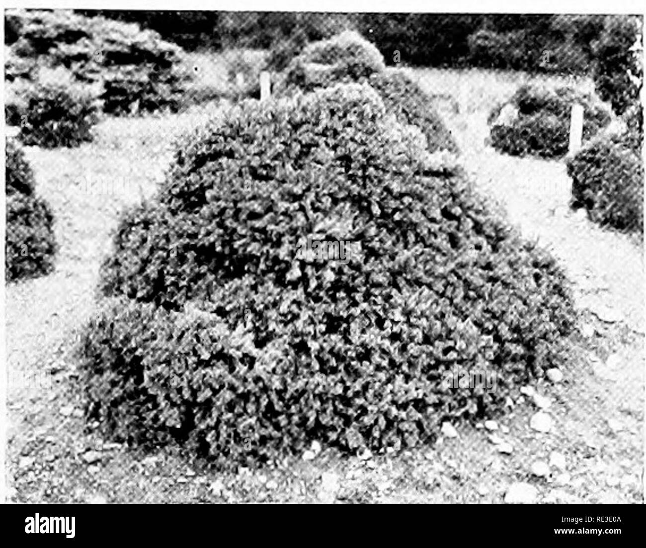 . La romance de nos arbres. Les arbres. DWARF COLORADO pin (Pinus sylvestris var. lasioscarfa compada). L'épinette de Norvège nain iPicea sylvestris var. Gregoryana). Veuillez noter que ces images sont extraites de la page numérisée des images qui peuvent avoir été retouchées numériquement pour plus de lisibilité - coloration et l'aspect de ces illustrations ne peut pas parfaitement ressembler à l'œuvre originale.. Wilson, Ernest Henry, 1876-1930. Garden City, New York, Doubleday, Page Banque D'Images