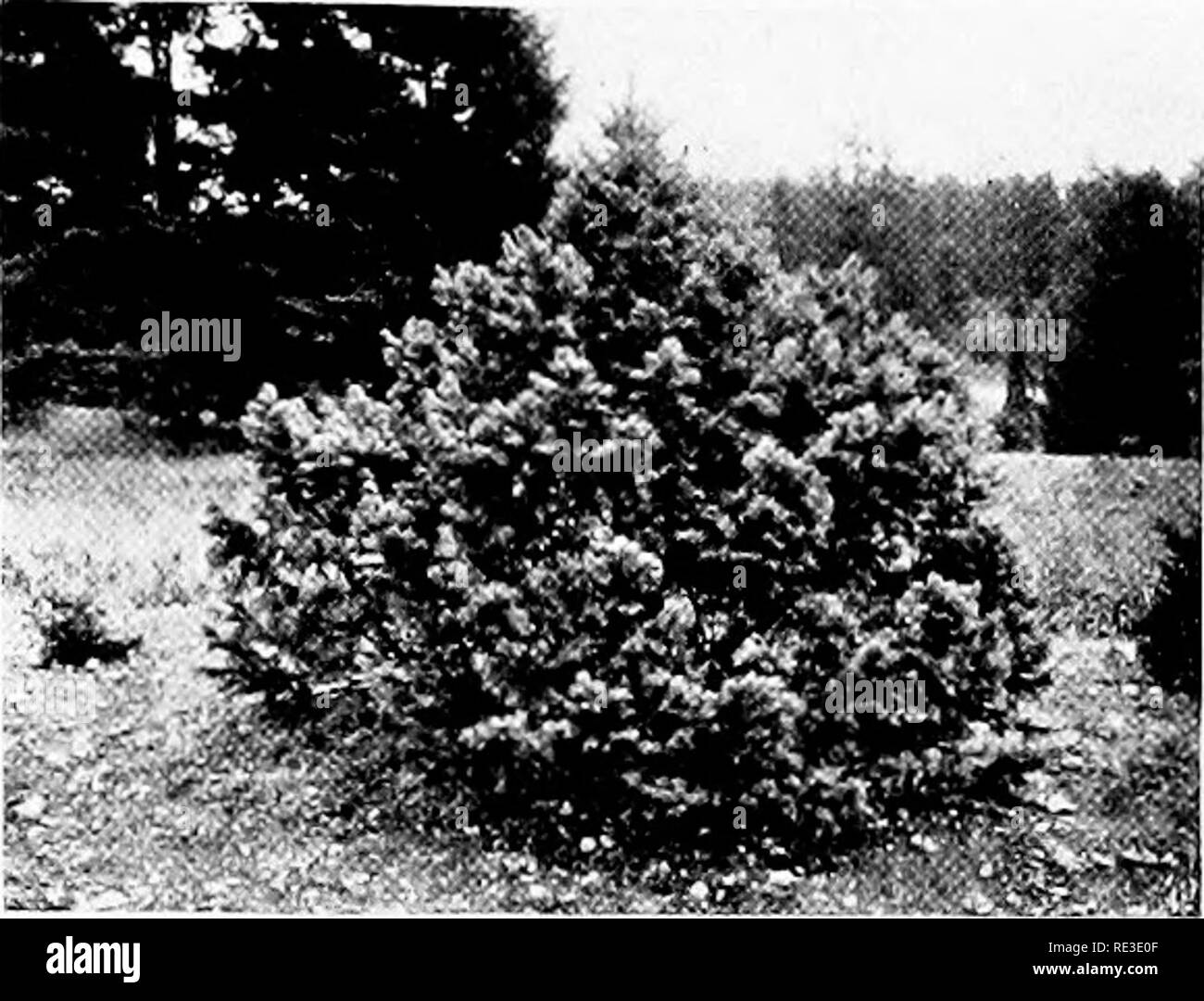 . La romance de nos arbres. Les arbres. DWARF COLORADO pin (Pinus sylvestris var. lasioscarfa compada). Veuillez noter que ces images sont extraites de la page numérisée des images qui peuvent avoir été retouchées numériquement pour plus de lisibilité - coloration et l'aspect de ces illustrations ne peut pas parfaitement ressembler à l'œuvre originale.. Wilson, Ernest Henry, 1876-1930. Garden City, New York, Doubleday, Page Banque D'Images