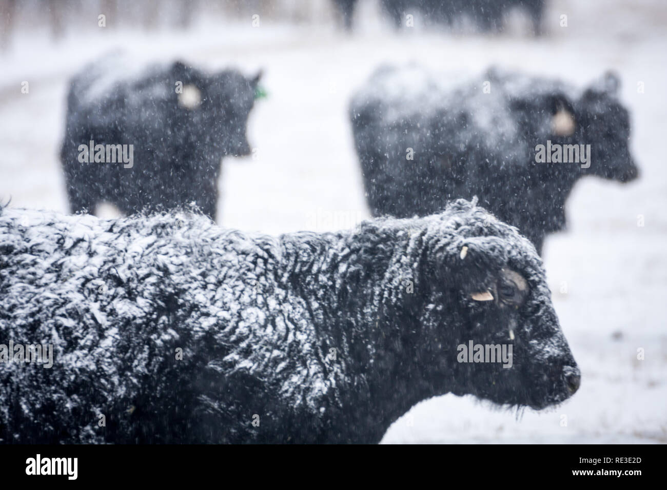 Le bétail paître dans les pâturages comme la neige tombe sur chilly journée d'hiver dans le sud de l'Alberta, Canada. Banque D'Images