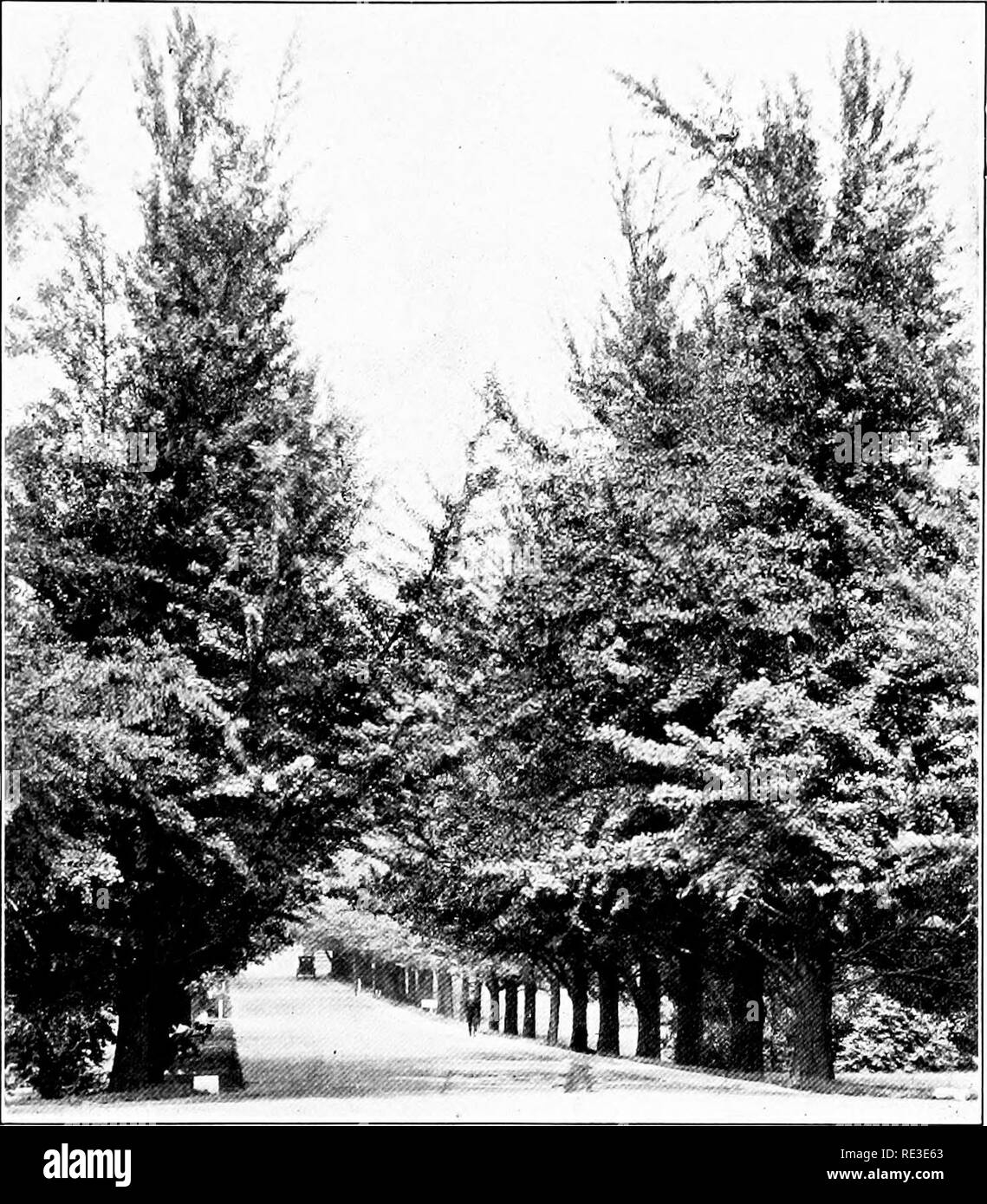 . La romance de nos arbres. Les arbres. Le ginkgo AVENUE À WASHINGTON, D. C. SUR LE MINISTÈRE DE L'A G R IC U LT L'R E MOTIFS. Veuillez noter que ces images sont extraites de la page numérisée des images qui peuvent avoir été retouchées numériquement pour plus de lisibilité - coloration et l'aspect de ces illustrations ne peut pas parfaitement ressembler à l'œuvre originale.. Wilson, Ernest Henry, 1876-1930. Garden City, New York, Doubleday, Page Banque D'Images