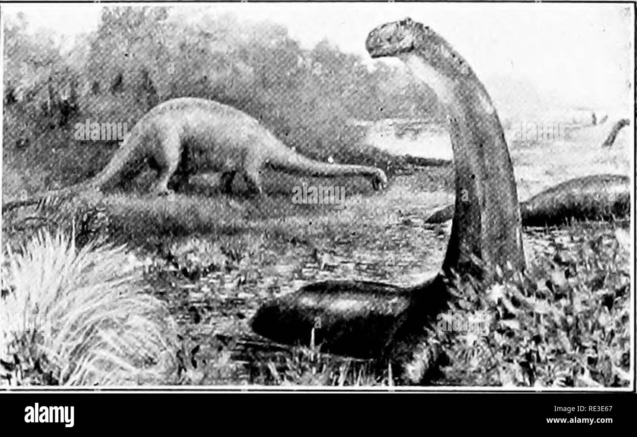 . La romance de nos arbres. Les arbres. Première (mâle), r dans KGO INTRODL'CbD en Angleterre, à K E W GARDENS LE GINKGO EST UN LIEN AVEC LE PASSÉ SANS LIMITE. Le ThlKkllil.L LI/.AKD ÉTAIT UN HABITANT DE LA TERRE EN I H E E E L'âge où "ELONGS KGO GIN. Veuillez noter que ces images sont extraites de la page numérisée des images qui peuvent avoir été retouchées numériquement pour plus de lisibilité - coloration et l'aspect de ces illustrations ne peut pas parfaitement ressembler à l'œuvre originale.. Wilson, Ernest Henry, 1876-1930. Garden City, New York, Doubleday, Page Banque D'Images