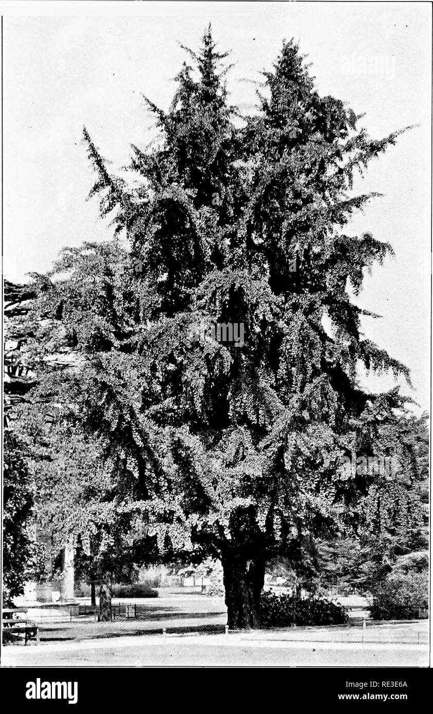 . La romance de nos arbres. Les arbres. Première (mâle), r dans KGO INTRODL'CbD en Angleterre, à K E W GARDENS LE GINKGO EST UN LIEN AVEC LE PASSÉ SANS LIMITE. Veuillez noter que ces images sont extraites de la page numérisée des images qui peuvent avoir été retouchées numériquement pour plus de lisibilité - coloration et l'aspect de ces illustrations ne peut pas parfaitement ressembler à l'œuvre originale.. Wilson, Ernest Henry, 1876-1930. Garden City, New York, Doubleday, Page Banque D'Images